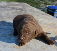 RFZM3, a male Chesapeake Bay Retriever for sale in Scottsville, KY – Photo 2 of 2