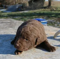 RFZM3, a male Chesapeake Bay Retriever for sale in Scottsville, KY – Photo 1 of 2