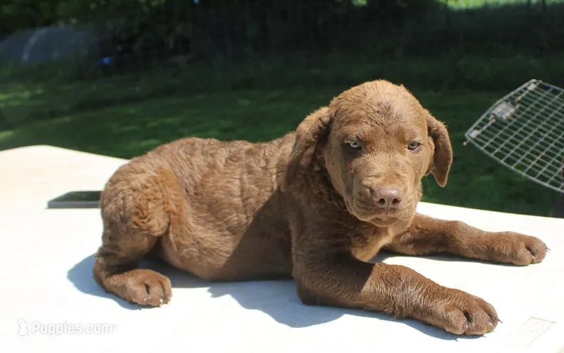 RFPM5 – Chesapeake Bay Retriever puppy for sale in Scottsville, KY