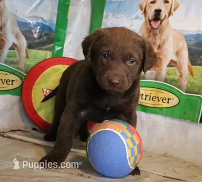 RFZF2 – Chesapeake Bay Retriever puppy for sale in Scottsville, KY