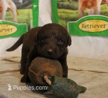 RFAF4 – Chesapeake Bay Retriever puppy for sale in Scottsville, KY