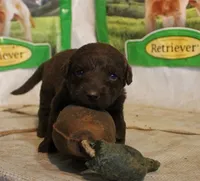 RFAF4, a female Chesapeake Bay Retriever for sale in Scottsville, KY – 1 of 4