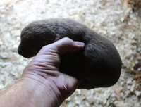 RFAF1, a female Chesapeake Bay Retriever for sale in Scottsville, KY – 2 of 4