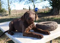 RFAF4, a female Chesapeake Bay Retriever for sale in Scottsville, KY – 5 of 9