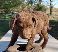RFAF3, a female Chesapeake Bay Retriever for sale in Scottsville, KY – 8 of 8