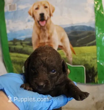RFAF3 – Chesapeake Bay Retriever puppy for sale in Scottsville, KY