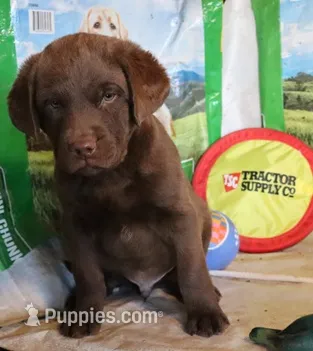 RFZM2 – Chesapeake Bay Retriever puppy for sale in Scottsville, KY