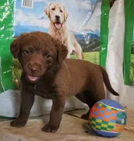 RFAF4, a female Chesapeake Bay Retriever for sale in Scottsville, KY – 3 of 5