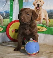 RFZF3, a female Chesapeake Bay Retriever for sale in Scottsville, KY – 6 of 6