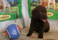 RFAF5, a female Chesapeake Bay Retriever for sale in Scottsville, KY – 3 of 4