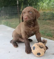 RFKM1, a male Chesapeake Bay Retriever for sale in Scottsville, KY – 1 of 8