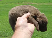 RFKF2, a female Chesapeake Bay Retriever for sale in Scottsville, KY – 2 of 4