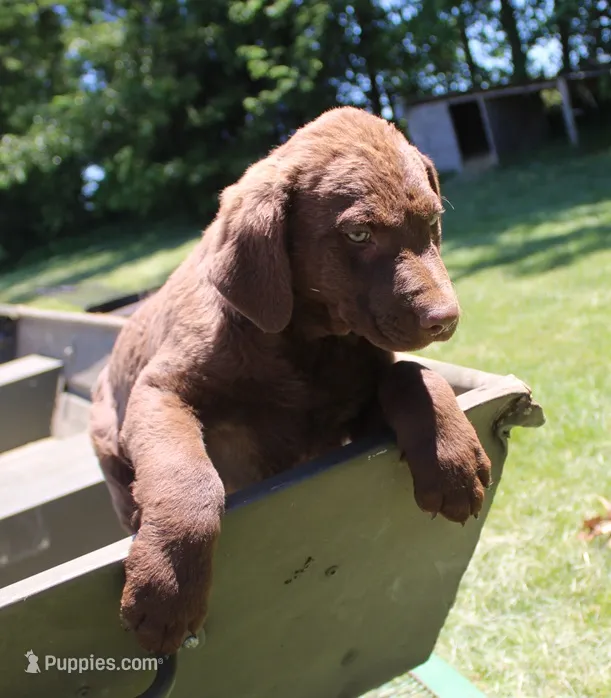 RFPM5 – Chesapeake Bay Retriever puppy for sale in Scottsville, KY