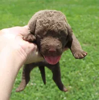 RFKM1, a female Chesapeake Bay Retriever for sale in Scottsville, KY – 1 of 4