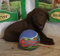 RFAM1, a male Chesapeake Bay Retriever for sale in Scottsville, KY – 5 of 5