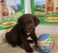 RFAM3, a male Chesapeake Bay Retriever for sale in Scottsville, KY – 2 of 6