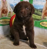 RFZF1, a female Chesapeake Bay Retriever for sale in Scottsville, KY – 4 of 9