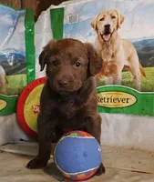 RFZF3, a female Chesapeake Bay Retriever for sale in Scottsville, KY – 4 of 6