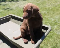 RFPF1, a female Chesapeake Bay Retriever for sale in Scottsville, KY – 3 of 6