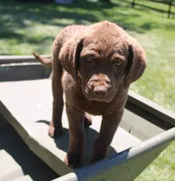 RFPF3, a female Chesapeake Bay Retriever for sale in Scottsville, KY – 2 of 7