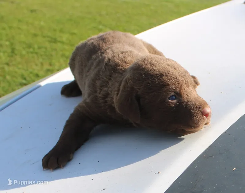 RFKF2 – Chesapeake Bay Retriever puppy for sale in Scottsville, KY