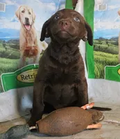 RFBF3, a female Chesapeake Bay Retriever for sale in Scottsville, KY – 2 of 3