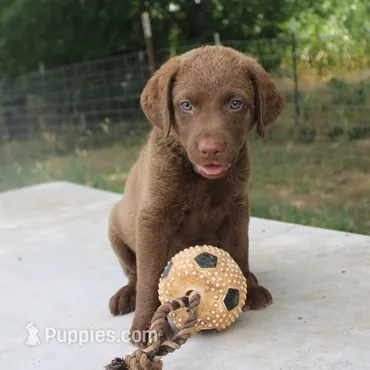 RFKF2 – Chesapeake Bay Retriever puppy for sale in Scottsville, KY