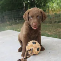 RFKF2, a female Chesapeake Bay Retriever for sale in Scottsville, KY – 1 of 8