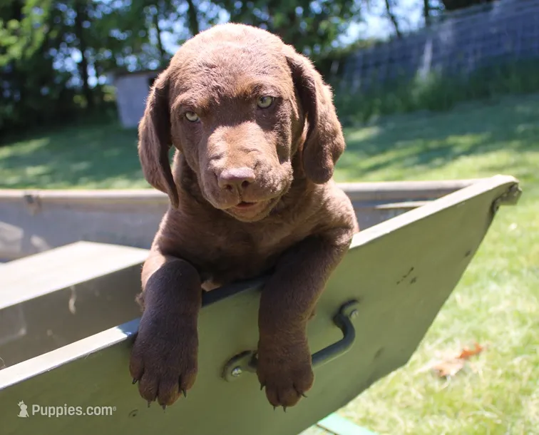 RFPF2 – Chesapeake Bay Retriever puppy for sale in Scottsville, KY