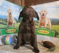 RFBF4, a female Chesapeake Bay Retriever for sale in Scottsville, KY – 4 of 4