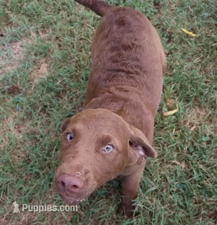 RFBM1 – Chesapeake Bay Retriever puppy for sale in Scottsville, KY