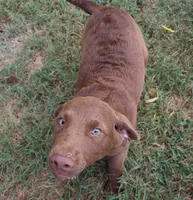 RFBM1, a male Chesapeake Bay Retriever for sale in Scottsville, KY – 1 of 7