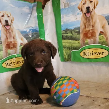 RFAM3 – Chesapeake Bay Retriever puppy for sale in Scottsville, KY