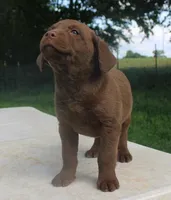RFPF2, a female Chesapeake Bay Retriever for sale in Scottsville, KY – 2 of 2