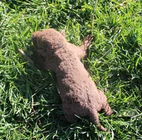 RFPF2, a male Chesapeake Bay Retriever for sale in Scottsville, KY – Photo 2 of 2