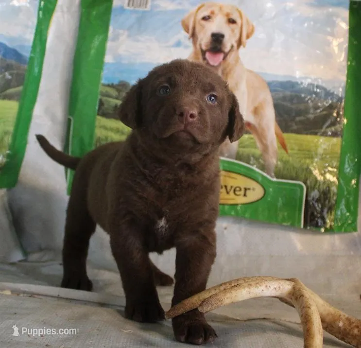 RFPF2 – Chesapeake Bay Retriever puppy for sale in Scottsville, KY