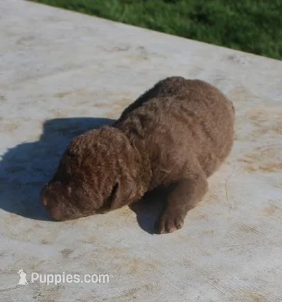 RFPF2 – Chesapeake Bay Retriever puppy for sale in Scottsville, KY