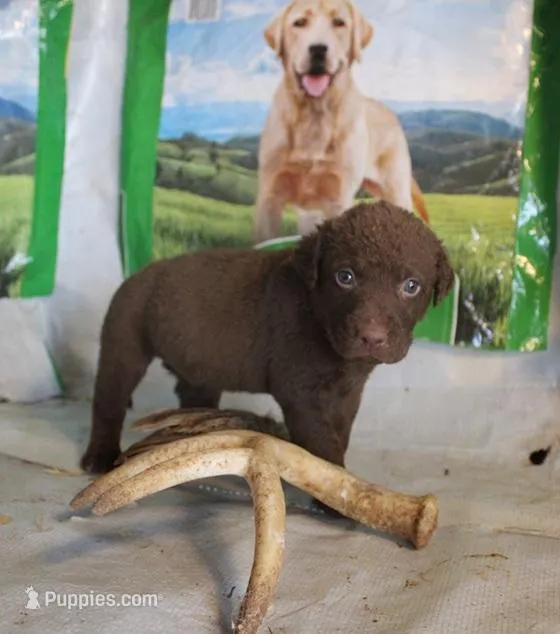 RFPF2 – Chesapeake Bay Retriever puppy for sale in Scottsville, KY