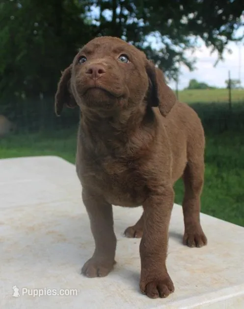 RFPF2 – Chesapeake Bay Retriever puppy for sale in Scottsville, KY