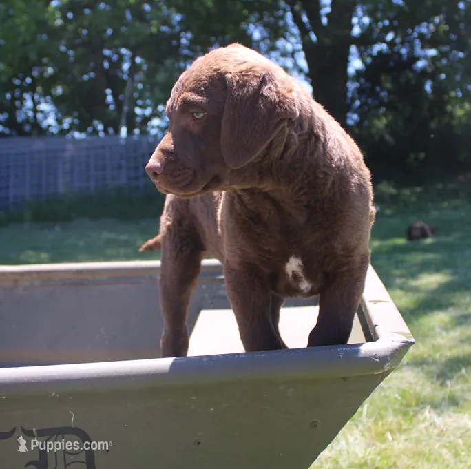 RFPF0 – Chesapeake Bay Retriever puppy for sale in Scottsville, KY