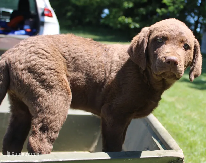 RFPF3 – Chesapeake Bay Retriever puppy for sale in Scottsville, KY