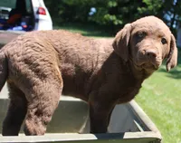 RFPF3, a female Chesapeake Bay Retriever for sale in Scottsville, KY – 1 of 7
