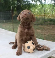 RFKM2, a male Chesapeake Bay Retriever for sale in Scottsville, KY – 5 of 8