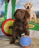 RFZF3, a female Chesapeake Bay Retriever for sale in Scottsville, KY – 1 of 6
