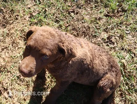 RFAF3 – Chesapeake Bay Retriever puppy for sale in Scottsville, KY