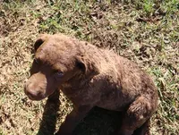 RFAF3, a female Chesapeake Bay Retriever for sale in Scottsville, KY – 1 of 8