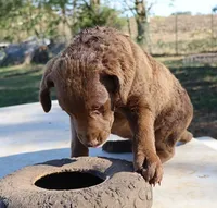 RFAF3, a female Chesapeake Bay Retriever for sale in Scottsville, KY – 2 of 8