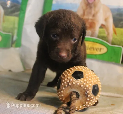 RFBF2 – Chesapeake Bay Retriever puppy for sale in Scottsville, KY