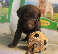 RFBF2, a female Chesapeake Bay Retriever for sale in Scottsville, KY – 1 of 1