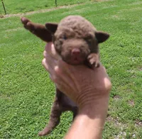 RFKF3, a female Chesapeake Bay Retriever for sale in Scottsville, KY – 2 of 4